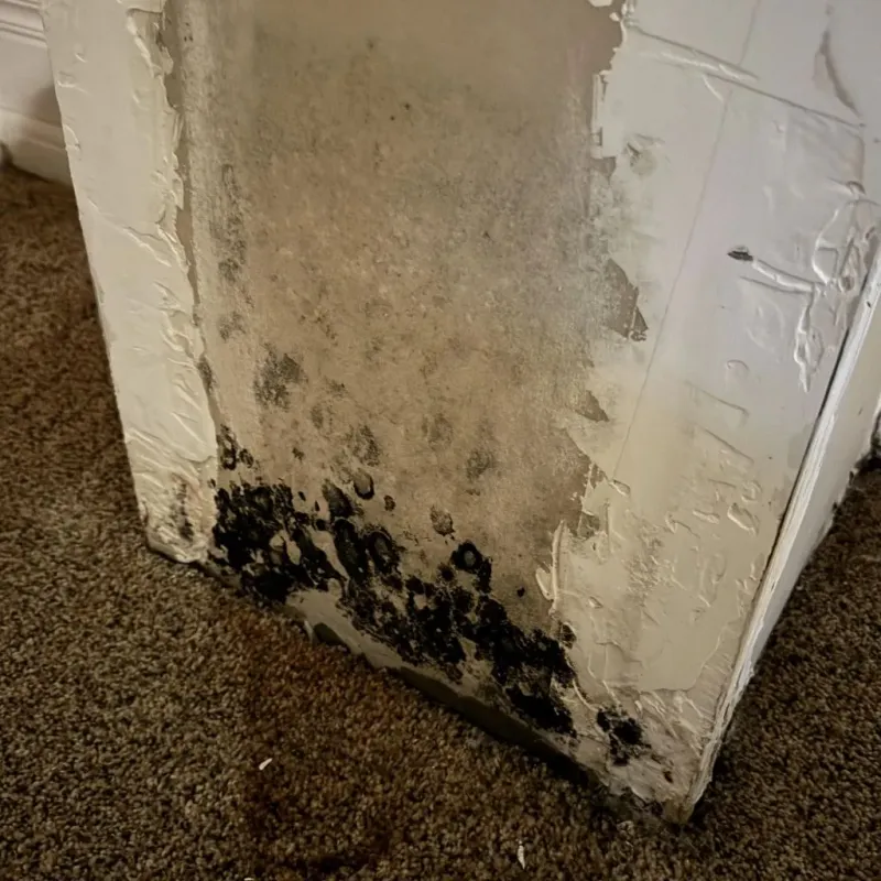 Professional Mold Removal in Bridgton, ME
